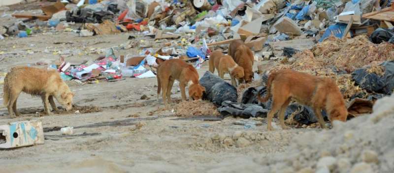 كلاب ضالة في المردم باتت أشبه بالذئاب (تصوير نايف العقله)