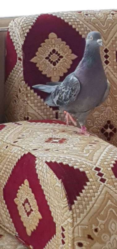 حمامة الشذري التي بيعت بـ5 الاف