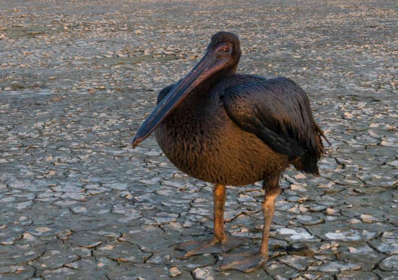 النفط قد يتسبّب في نفوق طائر البجع