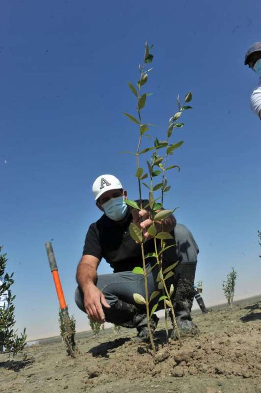 الشيخ عبدالله الأحمد يزرع نبتة المانجروف (تصوير سعود سالم)