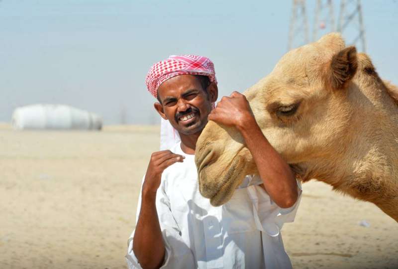 الراعي أبو يوسف مع ناقته المحببة     (تصوير أسعد عبدالله)