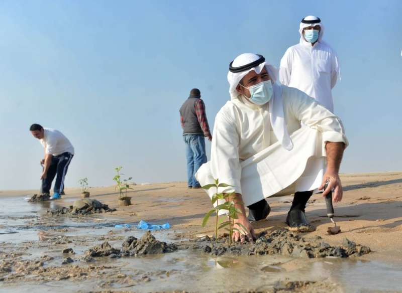 الشيخ عبدالله الأحمد يزرع المانجروف    (تصوير نايف العقلة)
