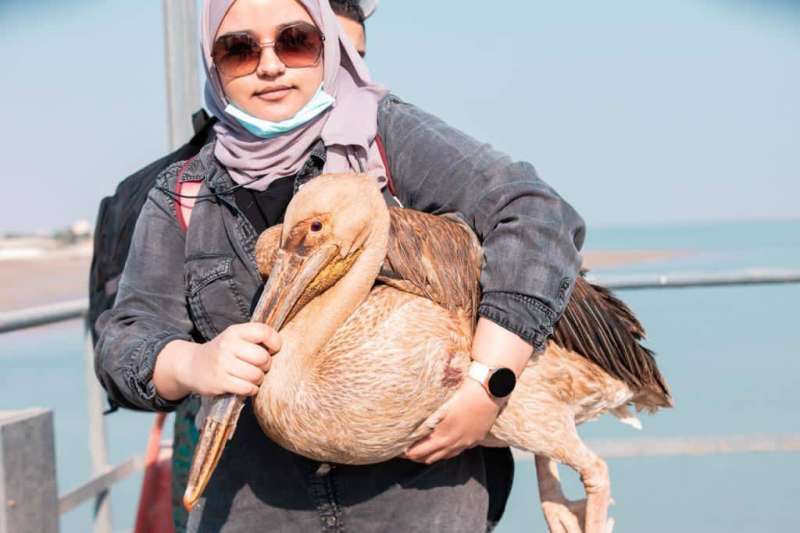 موظفة في فريق البيئة تحمل بجعة