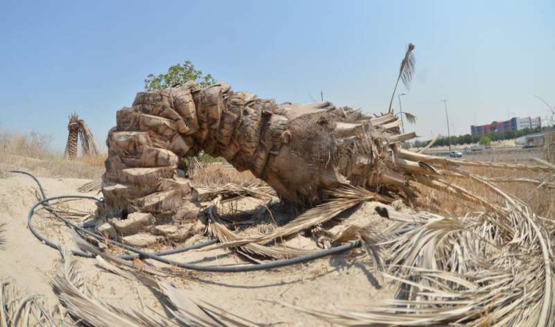  تأكيدات بضرورة استغلال النخيل اقتصاديا وليس لمجرد التشجير (تصوير نايف العقلة)