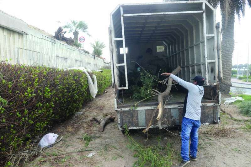 عمال ينقلون الأشجار بعد إزالتها