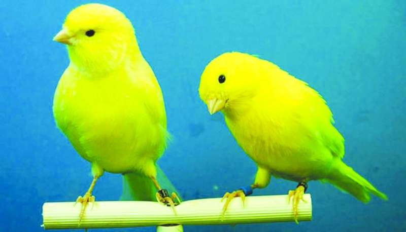 "بيعة عصافير" انتهت بقضية