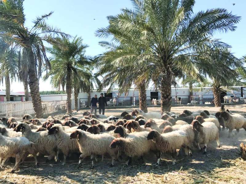 الأغنام في مزرعة الهاجري