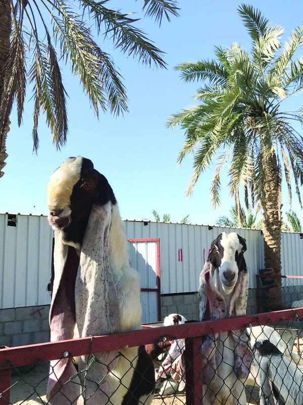 الماعز الحجازي... في الكويت