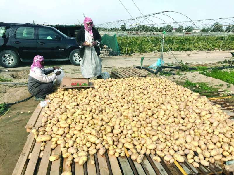 بطاطا كويتية... من الحقل للمائدة
