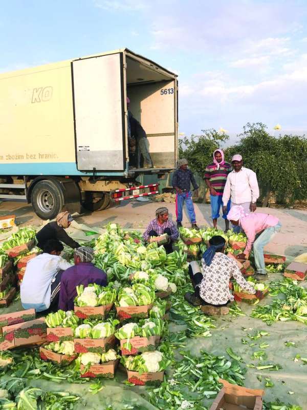 زهرة الثلج الأبيض في مزارع الكويت