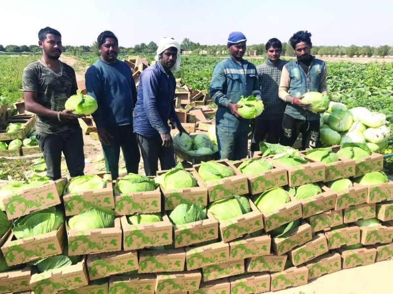 الملفوف يجود في العبدلي