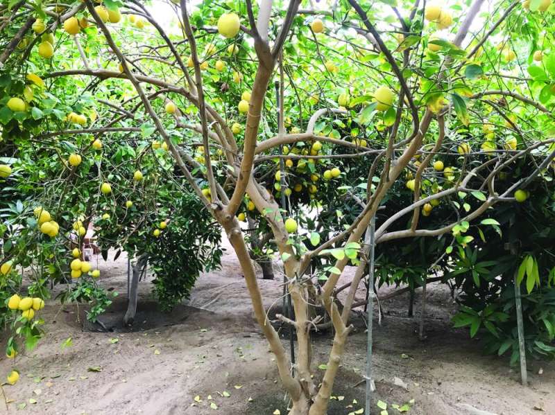  أشجار الحمضيات تجود في الكويت
