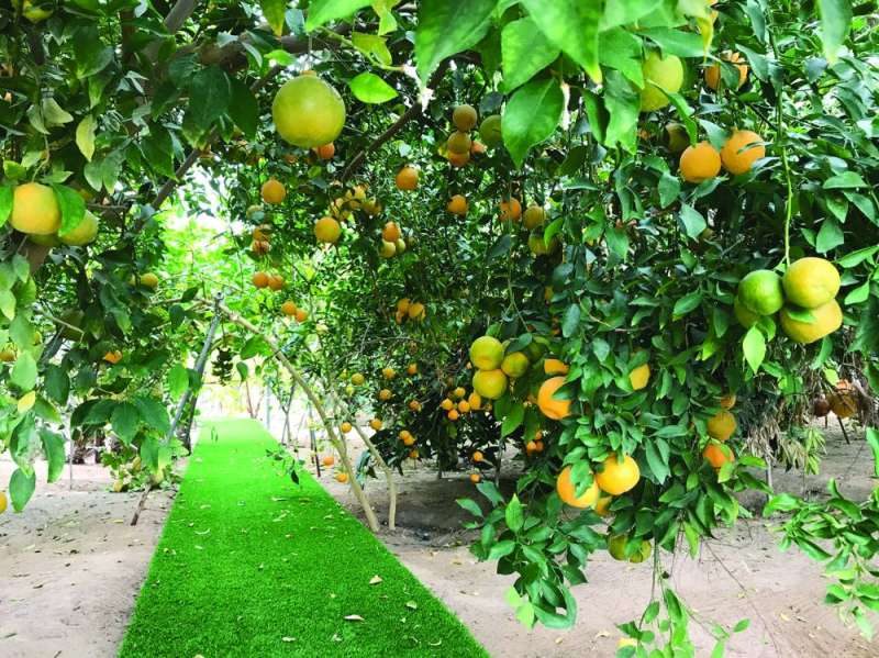 البرتقال في الوفرة