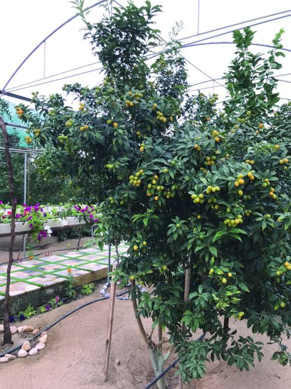 أرض الكويت تجود بخيرات وفيرة