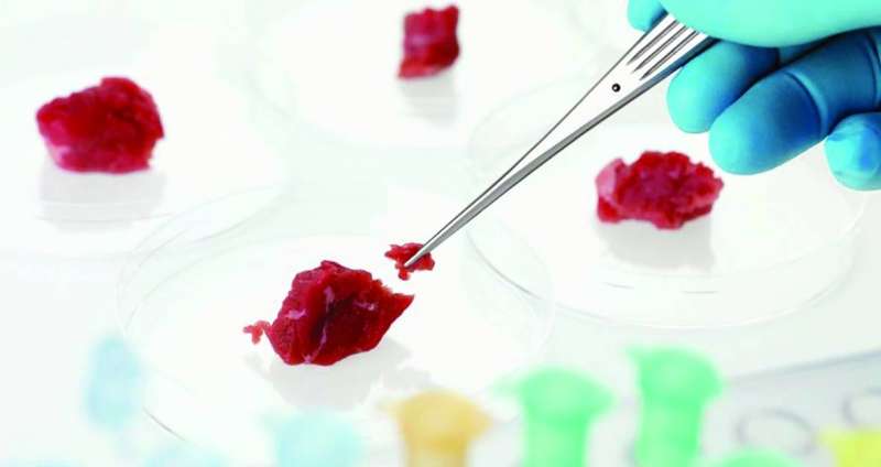 استزراع خلايا اللحم