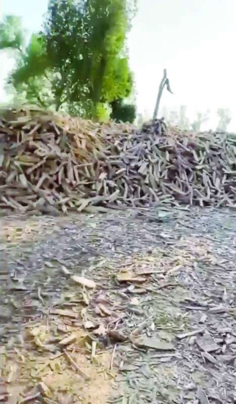 عصابات تستغل حطب الأشجار للربح المادي 