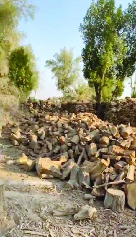 تعديات خطيرة على أشجار الكويت