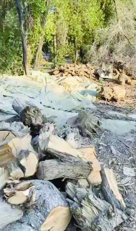 الجهات الحكومية استنفرت لإلقاء القبض على عصابة الأشجار