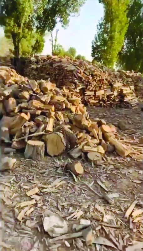 بعض الأشجار المقطوعة يزيد عمرها على 50 عاماً