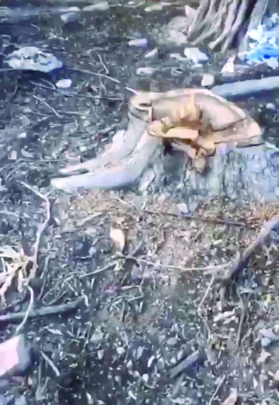 قطع الأشجار طال أكثر من موقع 