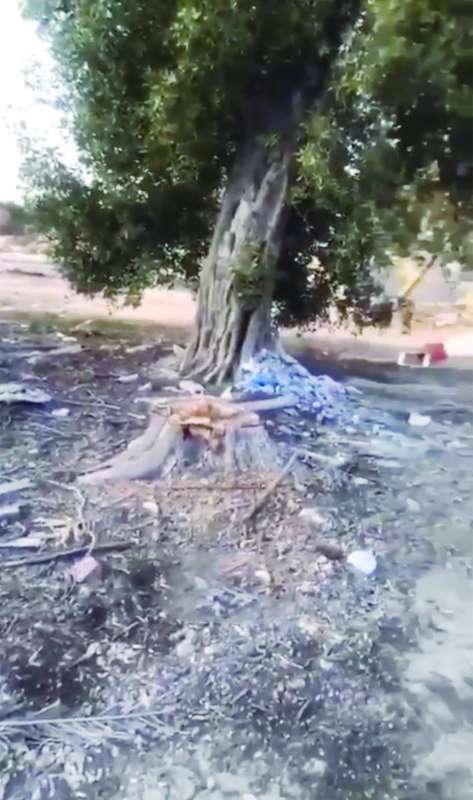 أنواع مختلفة من الأشجار تعرّضت للقطع