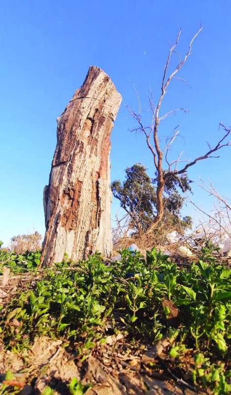 من ينقذ أشجار الكويت؟ (تصوير أسعد عبدالله)