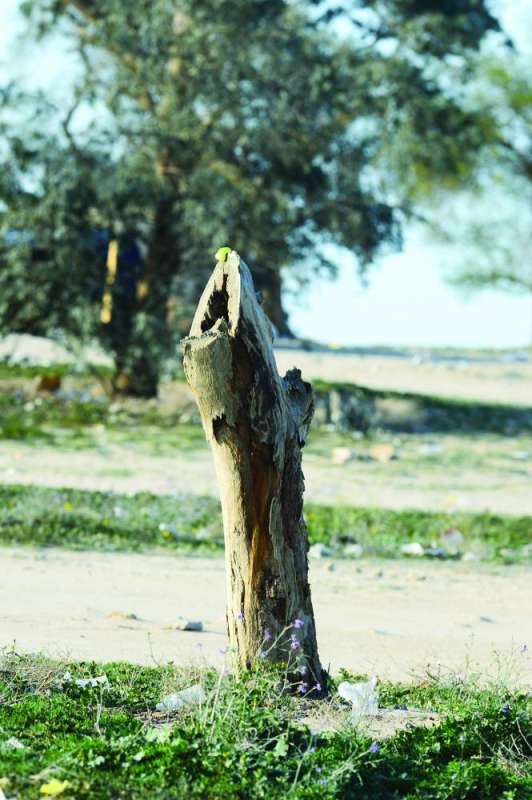 إحدى الأشجار المقطوعة