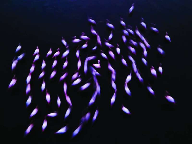 لقطة سرب طيور «الفلامنغو» الفائزة