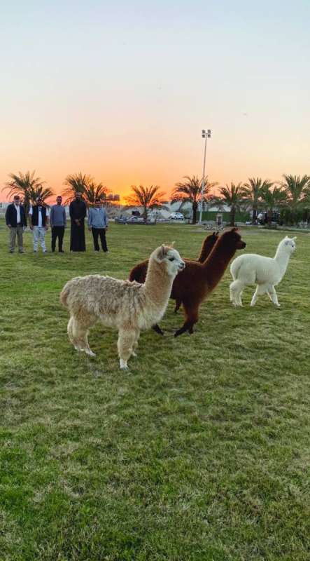 اللاما... في مشهد قبل الغروب