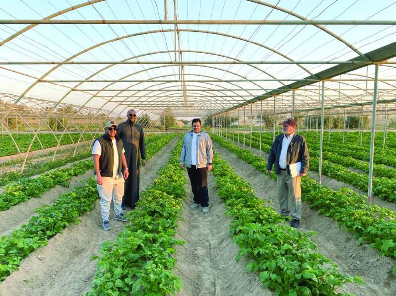 حقل من البطاطا في العبدلي