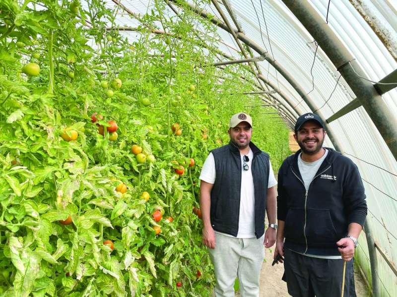 الطماطم المعلّقة... في مزرعة المحري