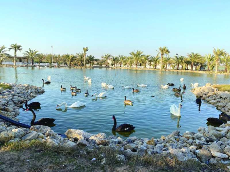 بحيرة البجع في العبدلي