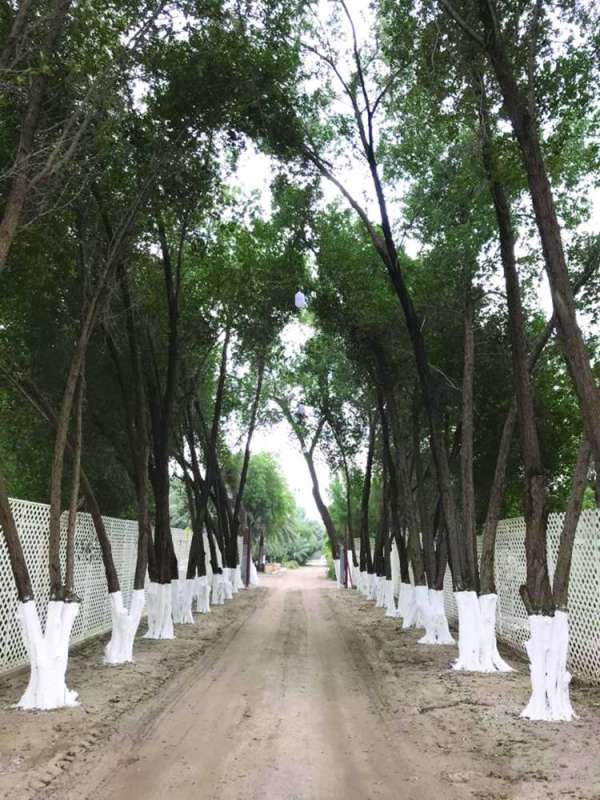 مدخل مزرعة الجريوي البديعة