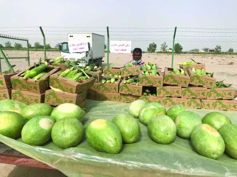 الرّقي والذرة... إنتاج مزرعة الجريوي