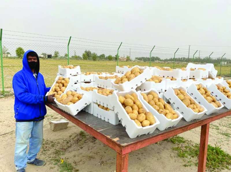 بطاطا كويتية طازجة