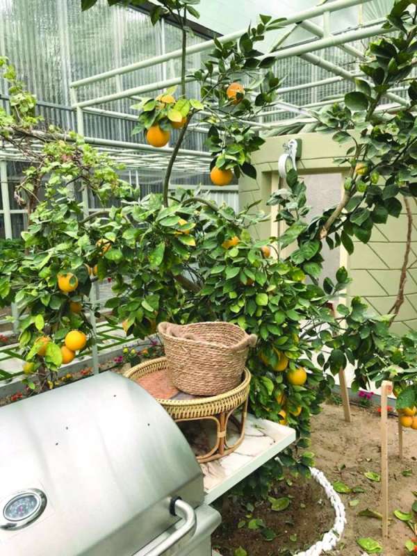 برتقال كويتي