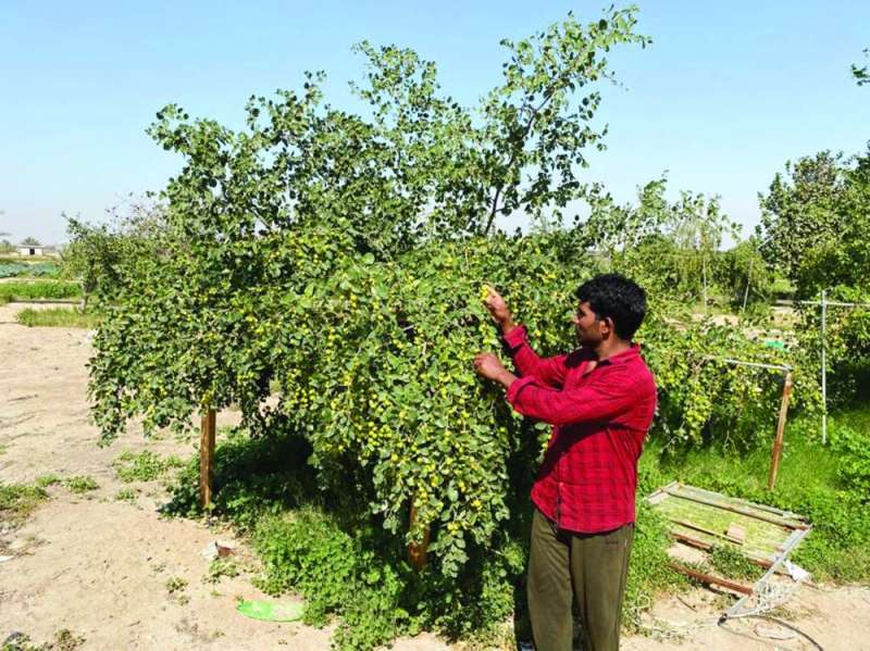 الكنار فاكهة الشتاء