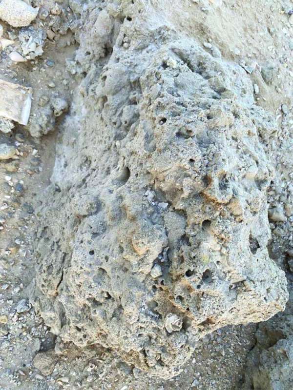 أحفورة صخرية