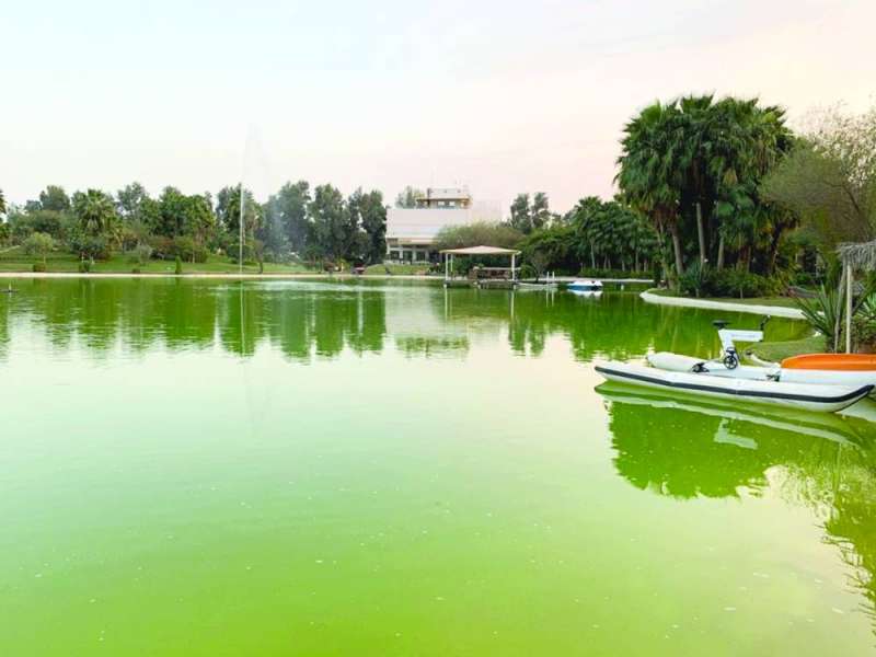 مزرعة واشينطونيا الرائعة وسط الوفرة