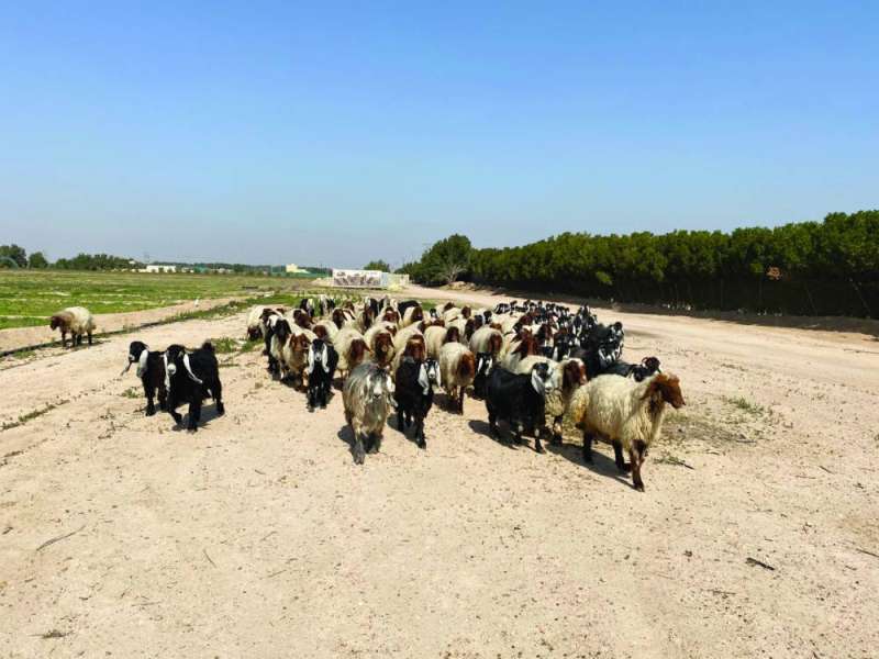 قطيع ماشية في المزرعة