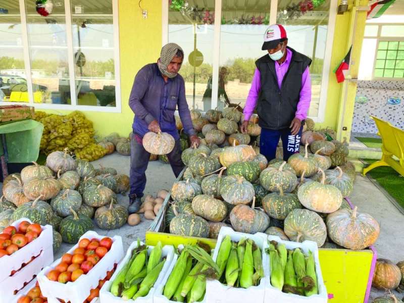 القرع... للبيع