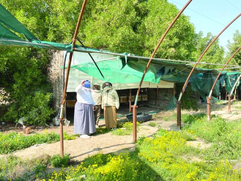 إنتاج العسل يزدهر في الربيع