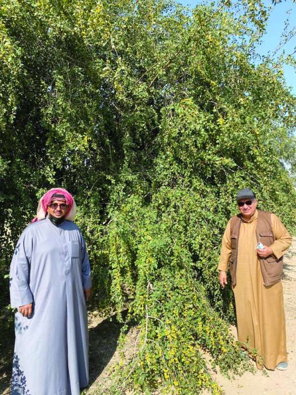 يا سدرة العشاق...