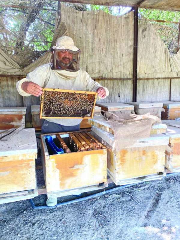الكويت تتقدّم في إنتاج العسل الشّهي... ربيعاً وصيفاً 914413