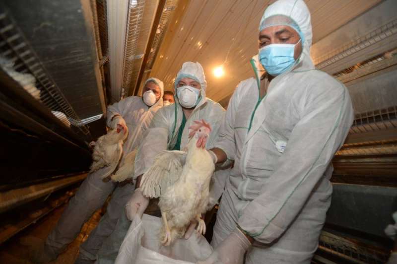 وضع الدواجن المصابة في أكياس خاصة (تصوير أسعد عبدالله)