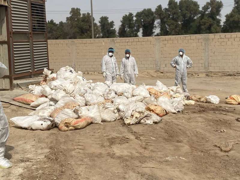 دواجن تم إعدامها 