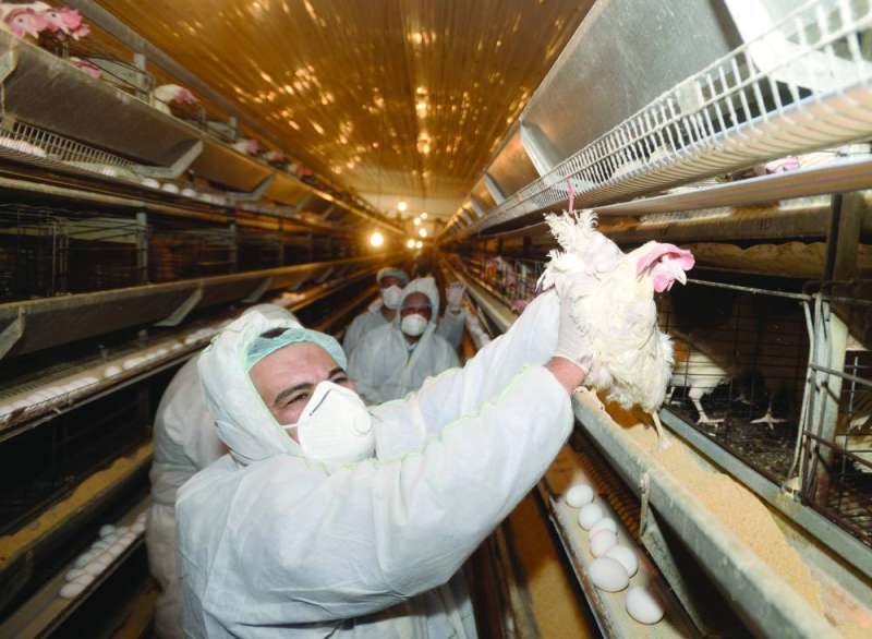 إعدام الدواجن المصابة في مزرعة الوفرة 	(تصوير اسعد عبدالله)