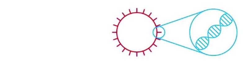 المرحلة الأولى: إنتاج «سبايك بروتين»