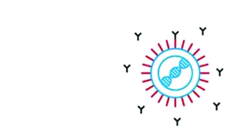 المرحلة الثالثة: إنتاج الجسم أجساماً مضادة تشابه «سبايك بروتين»