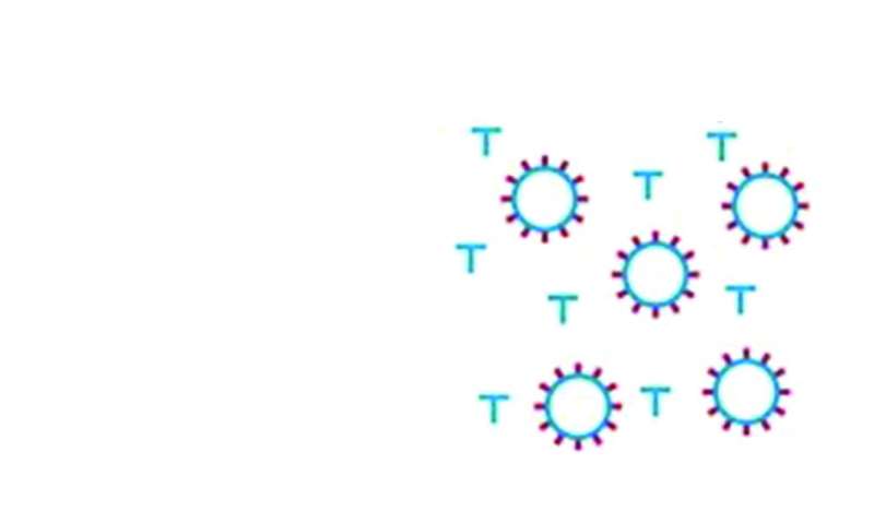 المرحلة الرابعة: إنتاج «خلايا تي» لرصد الخلايا المصابة وتحييدها
